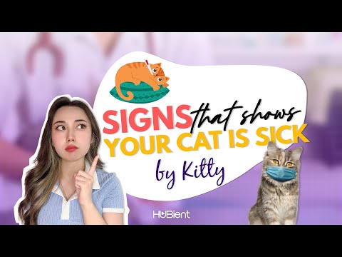 KITTY: Signs That Your Cat is Sick