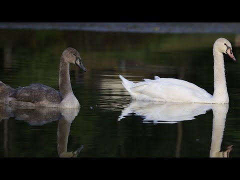 Nature's serenity | PhotoLink Library - YouTube