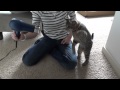 Oskar the Blind Kitten Versus Hair Dryer