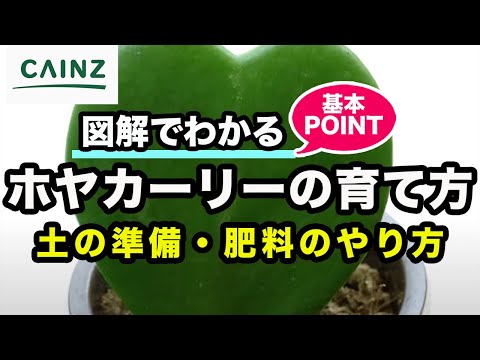 園芸 ホワイトヘザー、ツリーヘザー