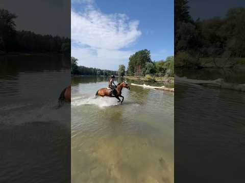 , title : 'Wjeżdżaliście kiedyś na koniu do wody?🌊 #equestrian #jazdakonna #koń #konie #jeździectwo #horse #eq'