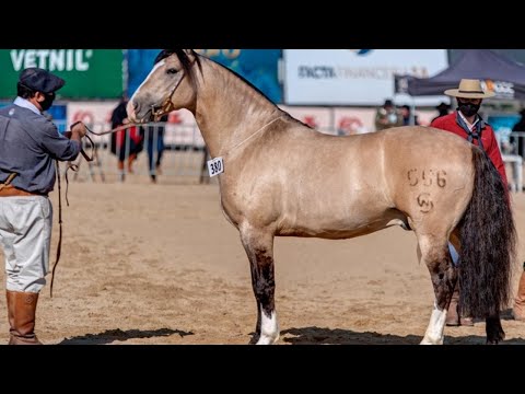 Lenço Branco do Salimar 🐴 | Oportunidade única