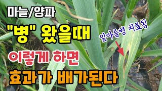 양파/마늘 "병" 왔을때 이렇게 하면 효과가 배가된다 마늘잎마름병 치료예방약 전착제 침달성약