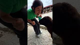 Cuenta animales con Christina. Todos tienen hambre!! 😍 #animals #123andres #pettingzoo