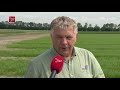 Uientelers in de problemen door larven van de uienvlieg