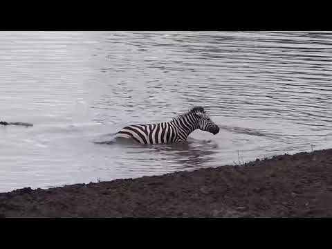 Amazing! Hippo rescue Zebra from the Crocodile, Crocodile vs 6Hippo, Let's see what results