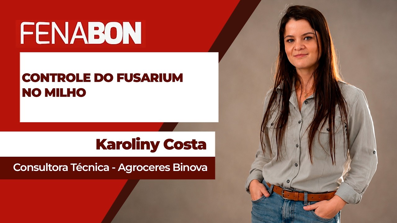 Controle do fusarium no milho deve começar pelo solo, na hora do plantio
