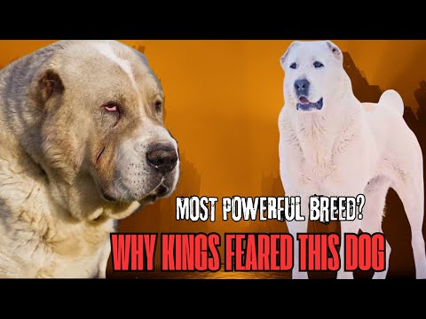 Alabai Dog Power: Is It Really the World's Most Powerful Breed?