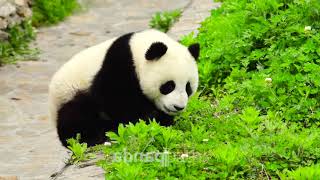 Pandatherapy HD 010 #panda #babypanda #pandalover #china #sichuan