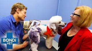 Most Outrageous Pets | Best Of Bondi Vet