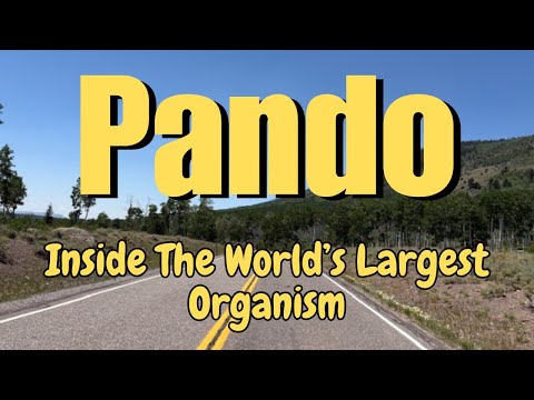 PANDO : Inside the World's Largest Living Organism and Oldest Tree