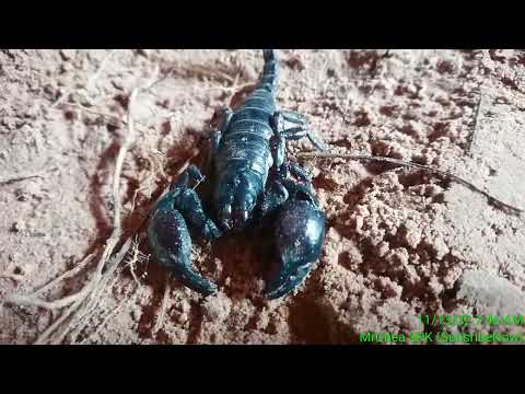 🦂🦂This is an animal,Elephant Scorpion@MrChea SPK