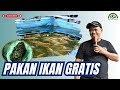 MEMBUAT PAKAN IKAN DENGAN BAHAN GRATIS Bayudiningrat Bayusehatmandiri Pertanian