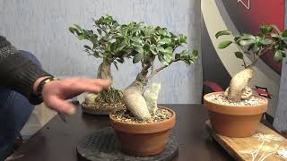 Bonsai for beginners - how to make regular store ginseng into a bonsai /bonsai tree for living room