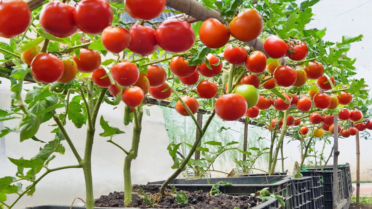 [Home gardening] Stop buying tomatoes. Grow them at home  You Will Be Surprised!