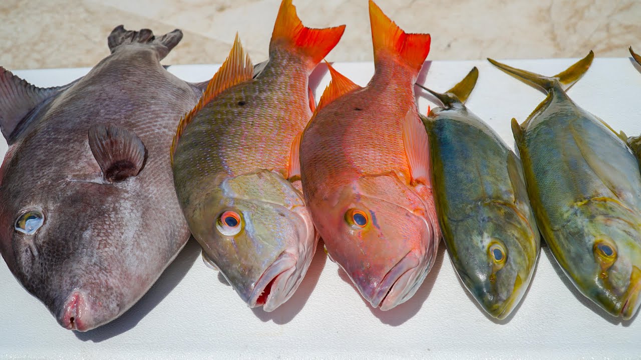 Snapper & Yellow Jack! Catch Clean Cook (Florida Keys Deep Sea Fishing)