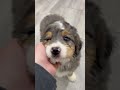 Mini Bernedoodle dogs for sale: Cheyenne - Video 1