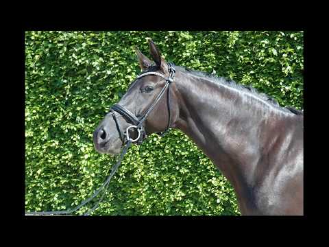 Bretton Woods x Rubinstein x Donnerhall mare