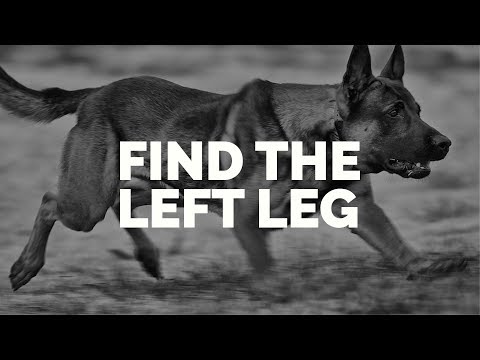 Find the Left Leg — Michael Ellis & Pi