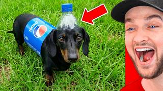 Download lagu World’s FUNNIEST YouTube Shorts! mp3