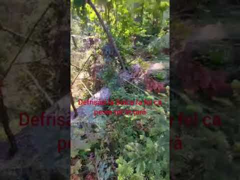 Daniel Bodnar activist sau escroc?