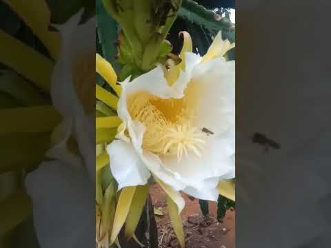 pitayas vermelha na região de Cujubim - Ro #caminhoparaumavidamelhor #pitaya #pitaia