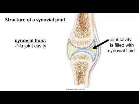 Structure of a Synovial Joint