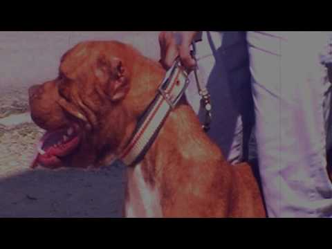 IG King Laza - Shoot Dem (R-mix) ft Wiseman Gad