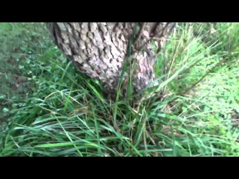 How to spray a tree with windex