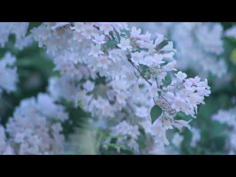 HINO 10 CCB-Prosseguir vitoriosos em Cristo- hinario 5 COM LETRA