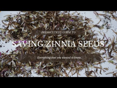 SAVING ZINNIA SEEDS: EVERYTHING YOU NEED TO KNOW