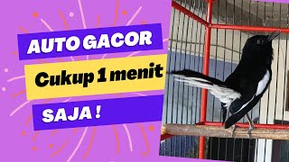 Download lagu Terapi, Pancingan kacer, Masteran kacer bikin gacor bikin nyaut burung durasi panjang! mp3