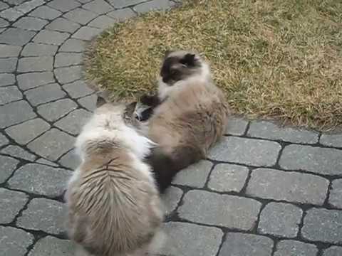 Fight Cats (Chopin & Chanelle)