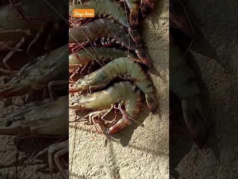 Bhavnagar's famous zinga#zinga#suniya#hindi #best #happy