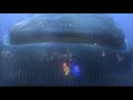 Whale Trailer Finding Nemo