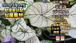 양재꽃시장 식물튜브    월동되는 야생화 / 화려한 꽃류들 / 실내식물 관엽들  구경하고 가세요~~~  #양…