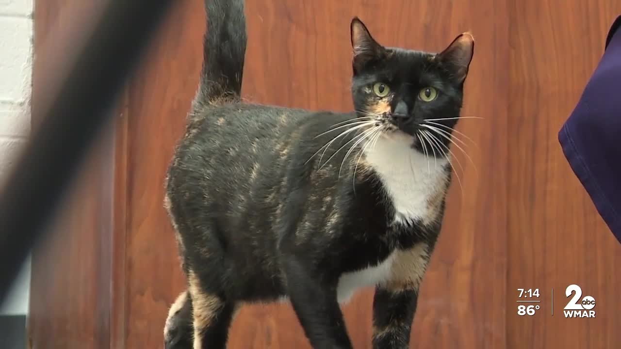 Enlarge Sir William, a Adoptable Domestic Short Hair in Reisterstown, MD video 5/5