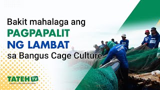 Bakit mahalaga ang pagpapalit ng lambat sa Bangus Cage Culture | TatehTV Episode 161