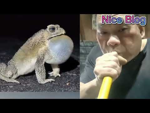 Humans can puff out their cheeks like frogs. funny video