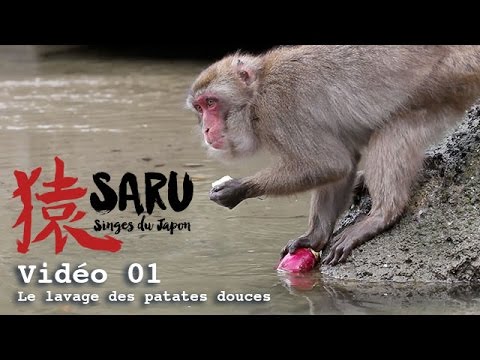 Saru - vidéo 01 - Le lavage des patates douces
