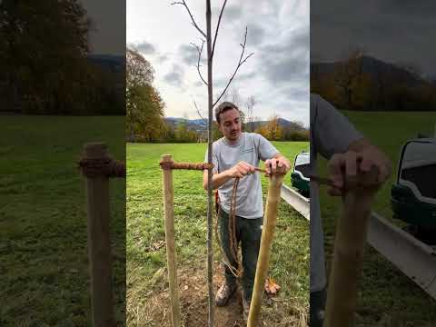 Baum richtig anbinden - Baumschule Sommer