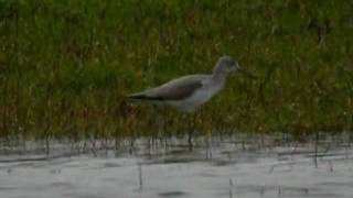 preview picture of video 'Chevalier aboyeur Tringa nebularia Greenshank (1)'