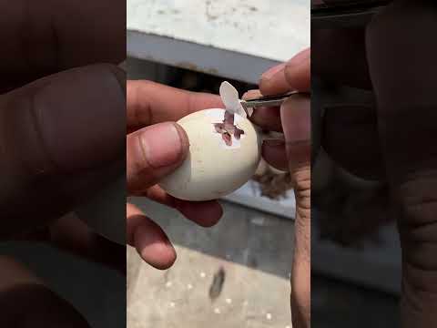 Chick was near to die - I break shell instantly