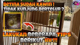 Download lagu Cara mengatasi betina kenari sudah kawin tapi tidak kunjung bertelur • Lakukan tips berikut ini‼️ mp3 Download lagu Cara mengatasi betina kenari sudah kawin tapi tidak kunjung bertelur • Lakukan tips berikut ini‼️ mp3