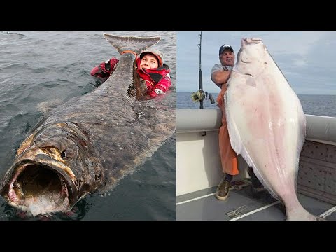 Amazing Giant Halibut Fishing Longline On The Sea - Fastest Halibut Fillet Processing Skills #2
