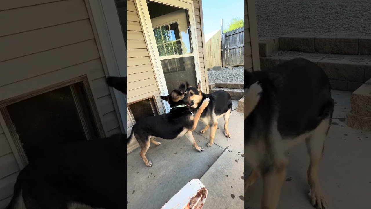 Enlarge Athena, an adopted German Shepherd Dog in Greeneville, TN video 6/6