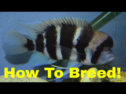 Watch Video on YouTube