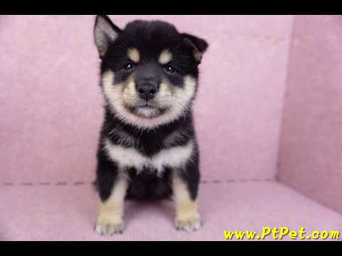 10/15黑色柴犬母幼犬