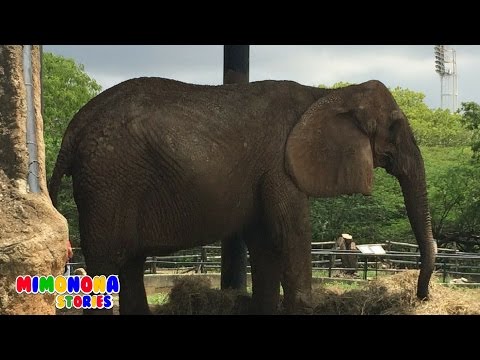 Animales del Zoologico, Granja, Safari | Diego de visita al Zoo | Mimonona Stories Video
