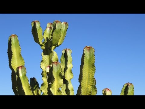 Play Video Youtube Video